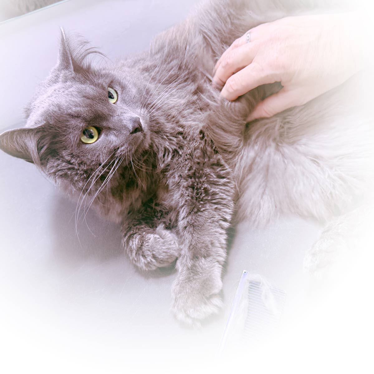Gallery | Purr-fectly Pampered