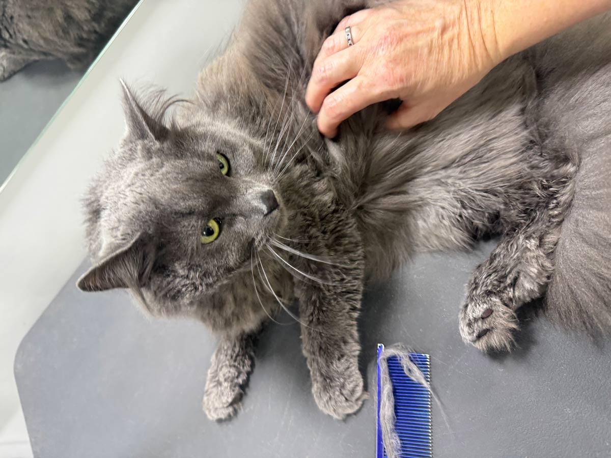 Gallery | Purr-fectly Pampered
