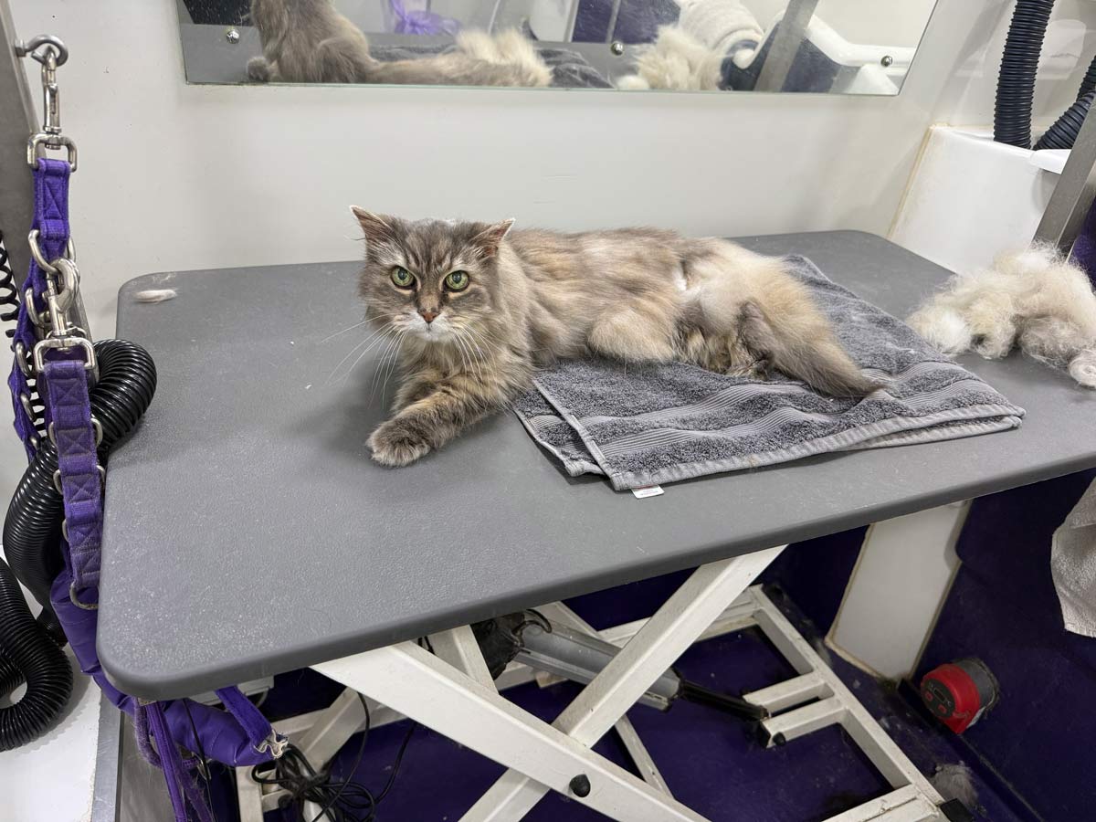 Gallery | Purr-fectly Pampered