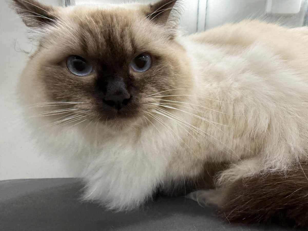 Gallery | Purr-fectly Pampered
