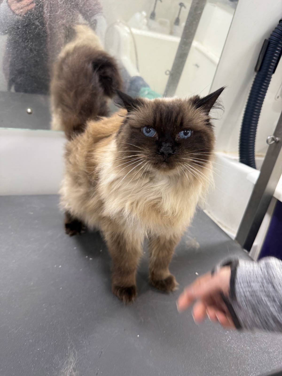 Gallery | Purr-fectly Pampered