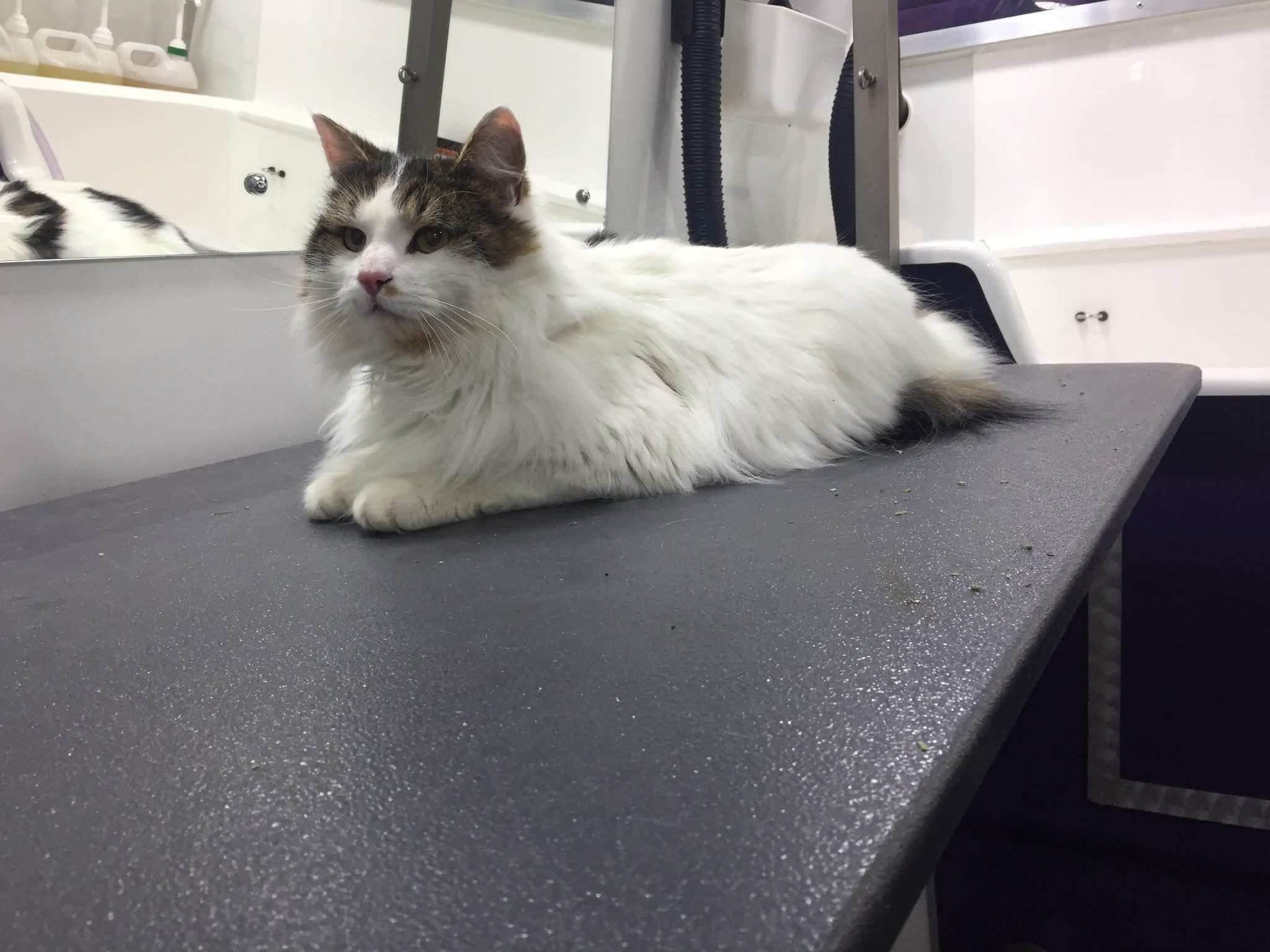 Gallery | Purr-fectly Pampered