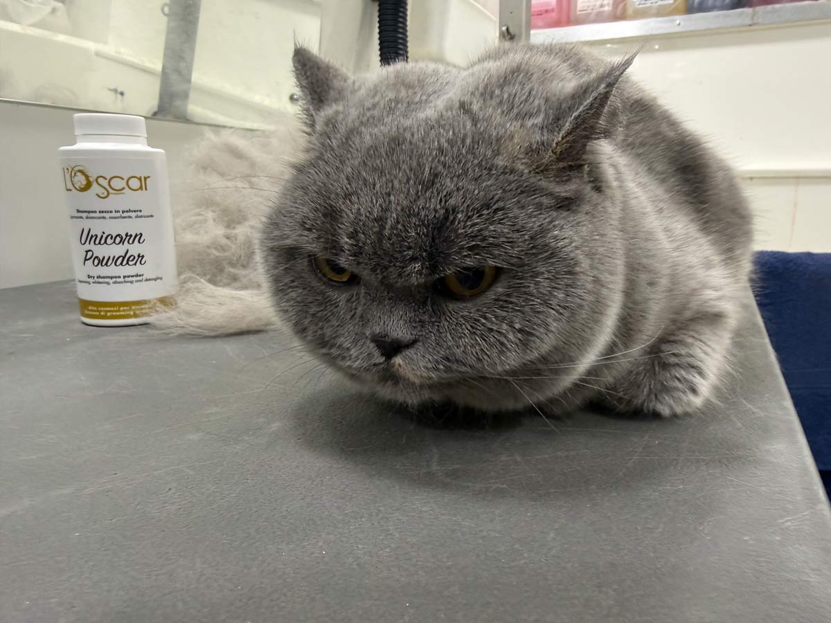 Gallery | Purr-fectly Pampered