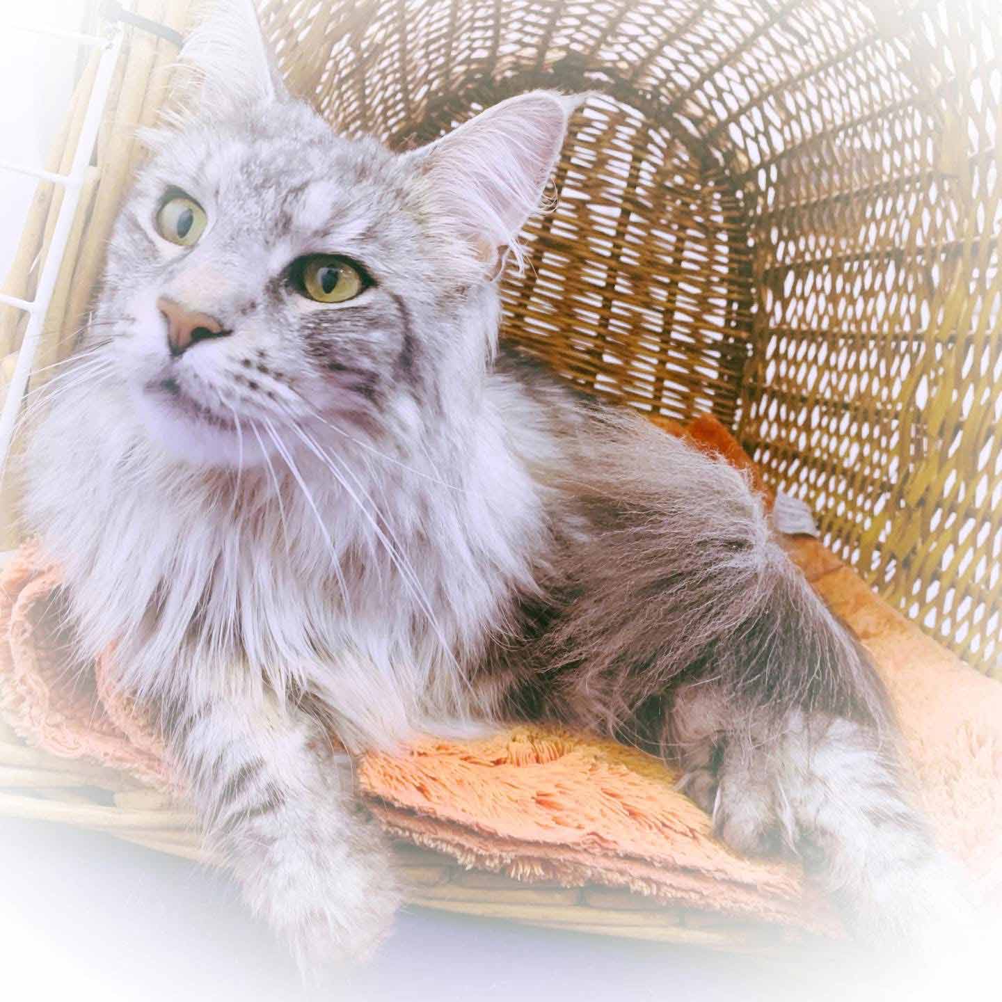 Gallery | Purr-fectly Pampered