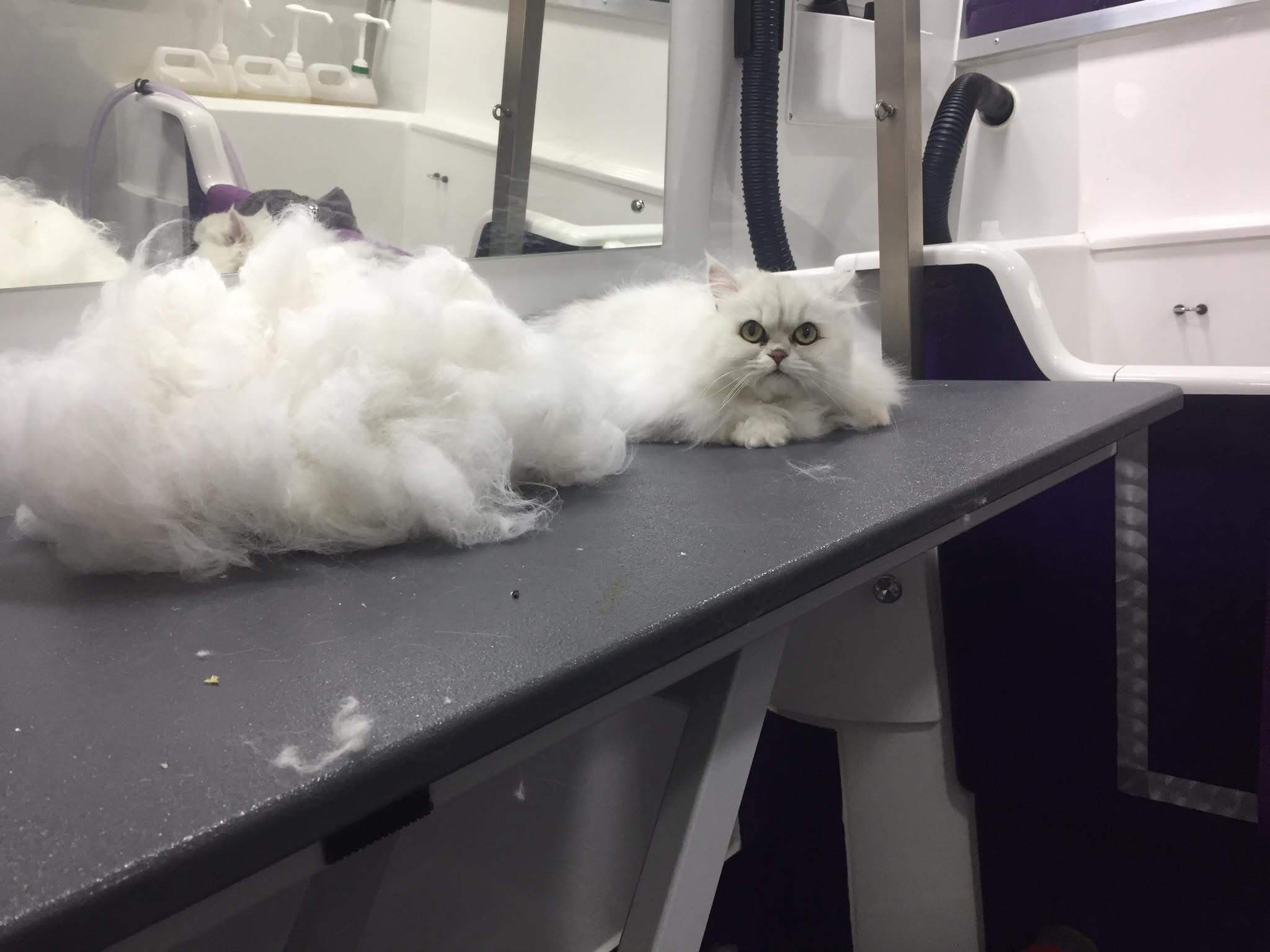 Gallery | Purr-fectly Pampered