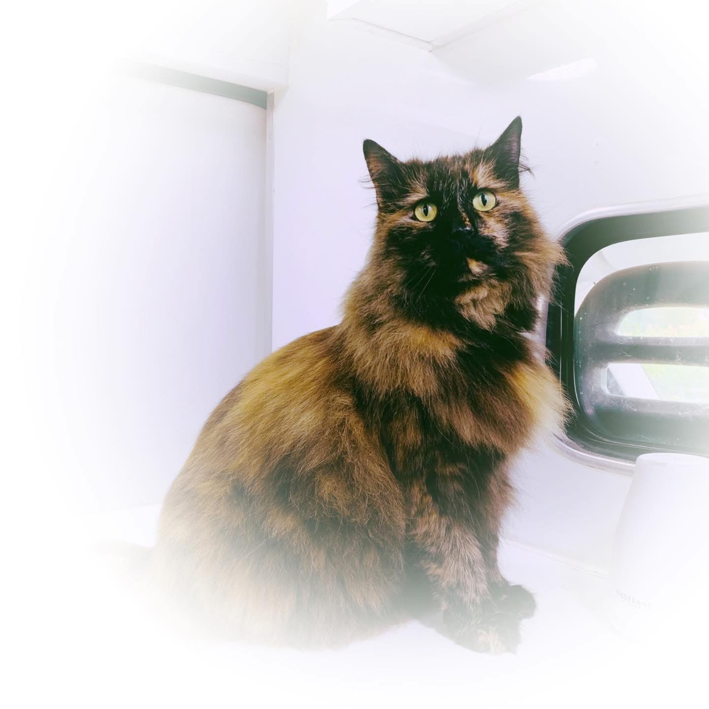 Gallery | Purr-fectly Pampered