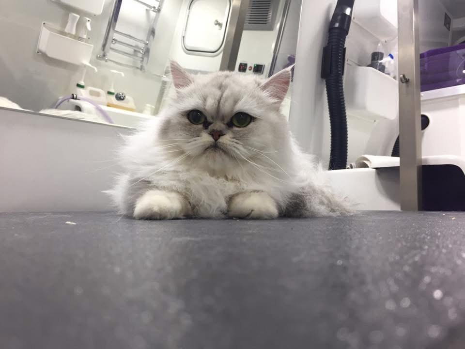 Gallery | Purr-fectly Pampered