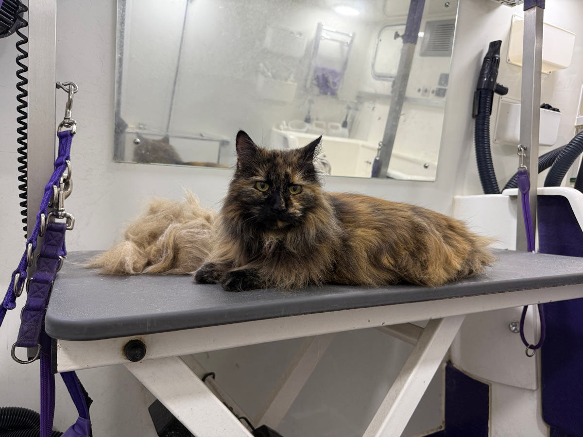 Gallery | Purr-fectly Pampered