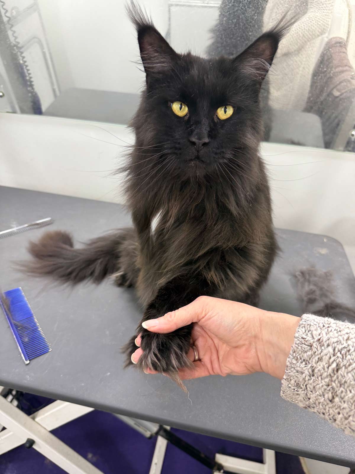 Gallery | Purr-fectly Pampered