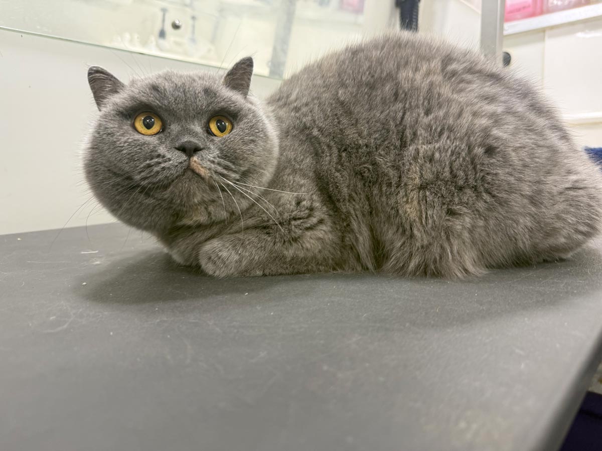 Gallery | Purr-fectly Pampered