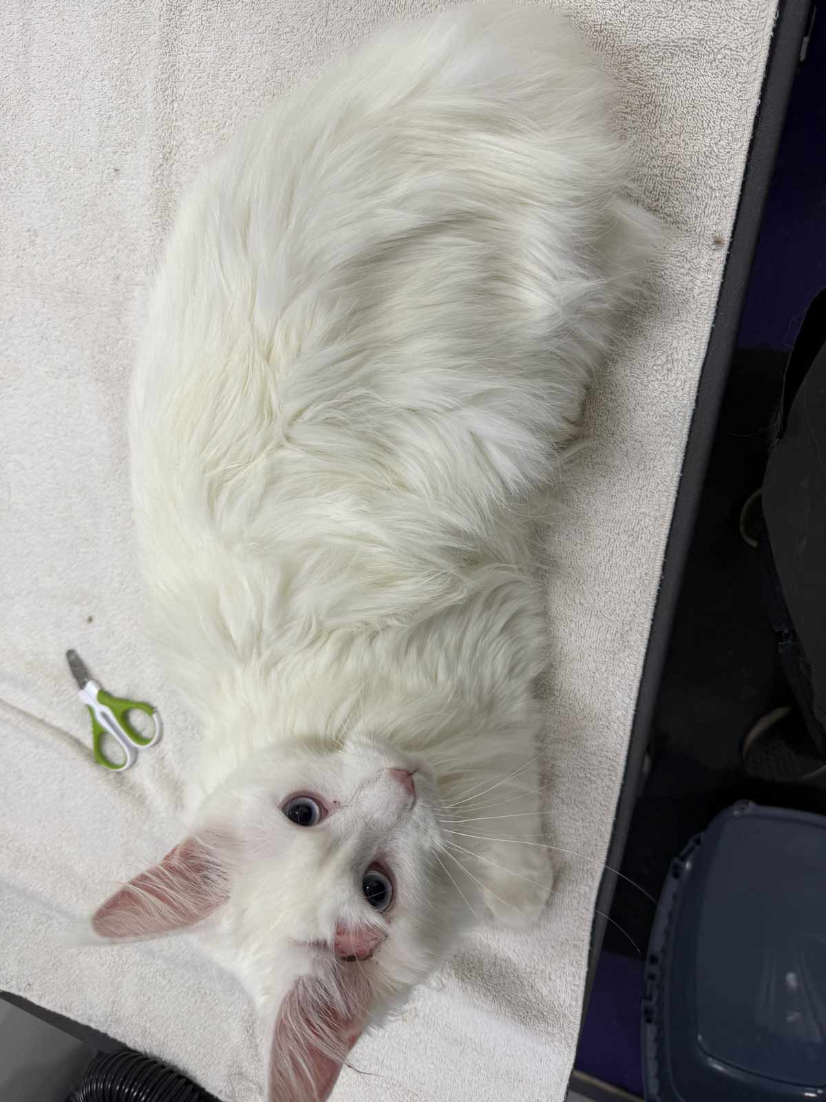 Gallery | Purr-fectly Pampered