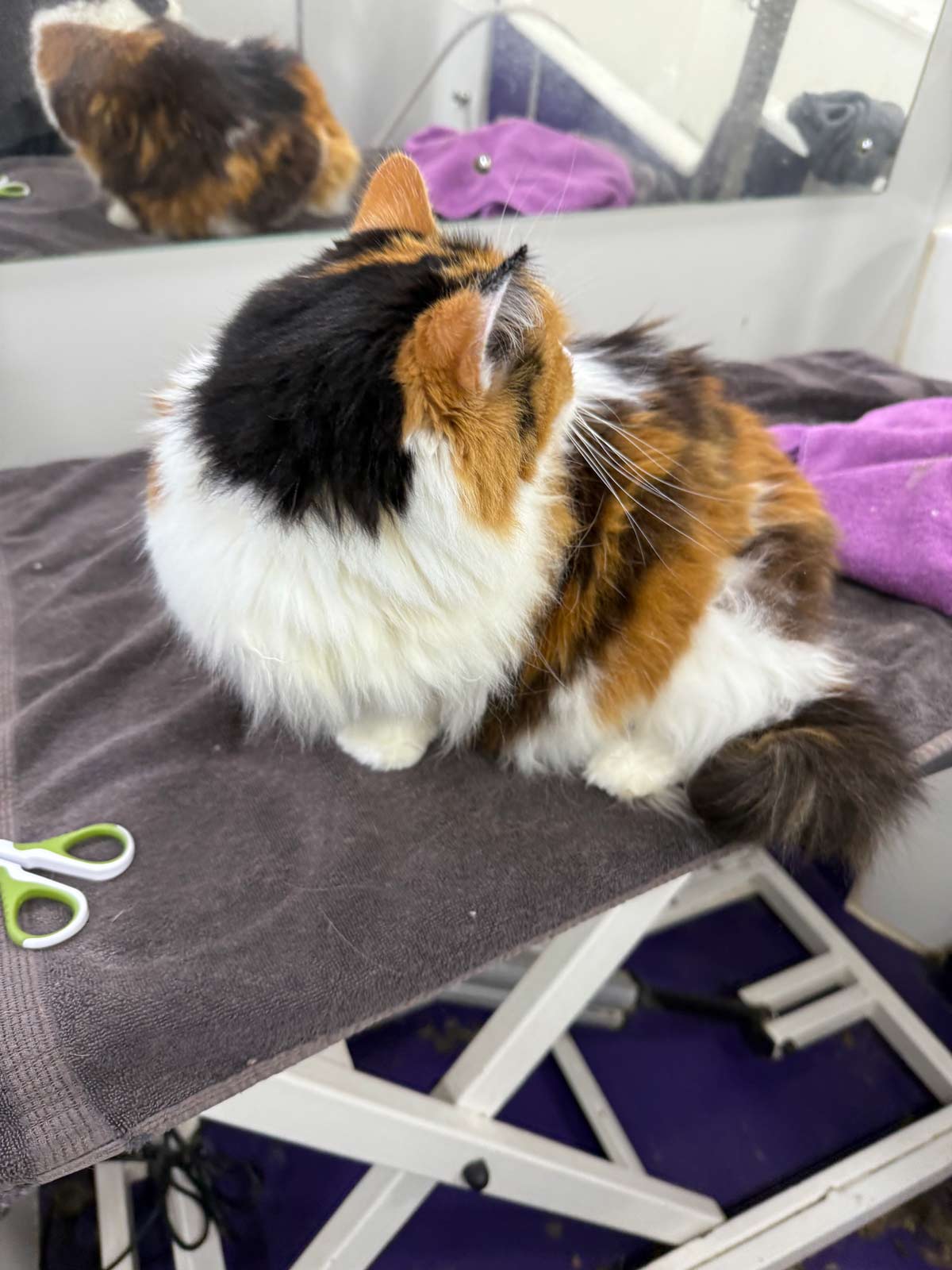 Gallery | Purr-fectly Pampered