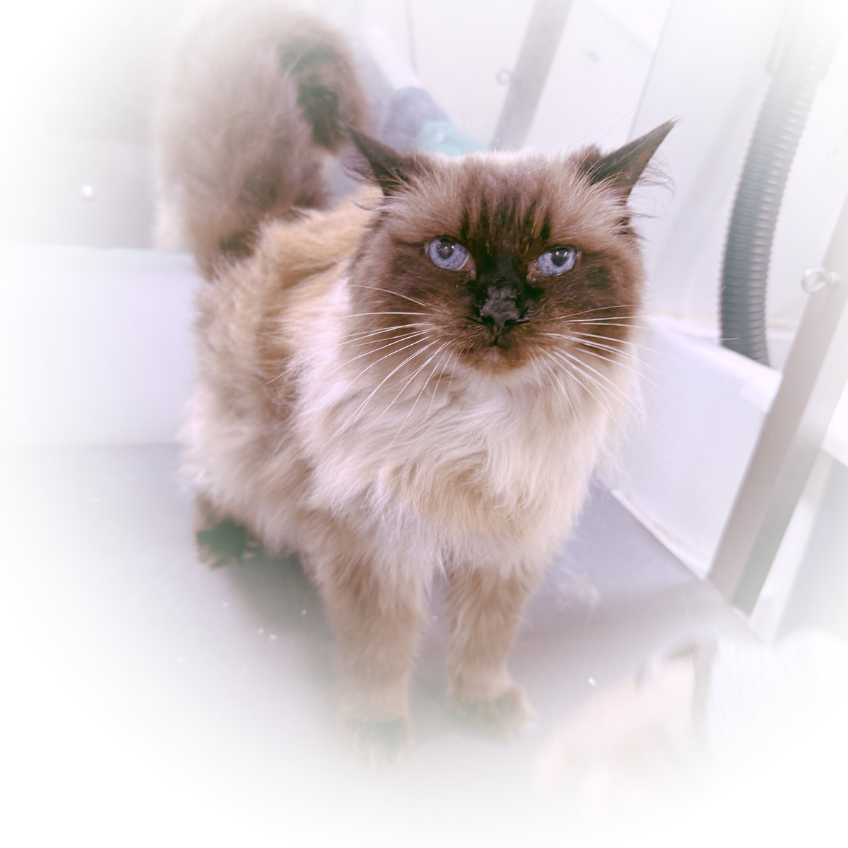 Gallery | Purr-fectly Pampered