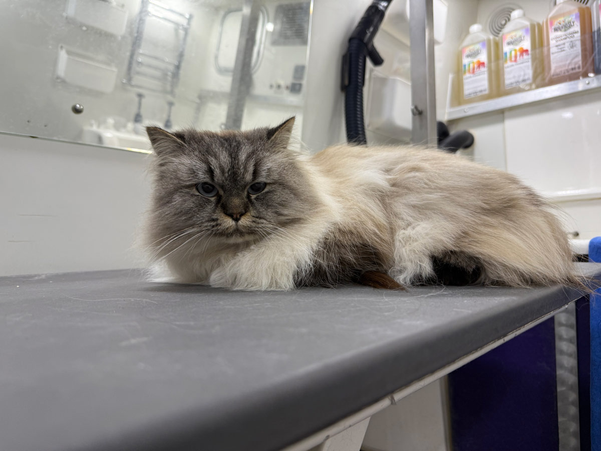 Gallery | Purr-fectly Pampered