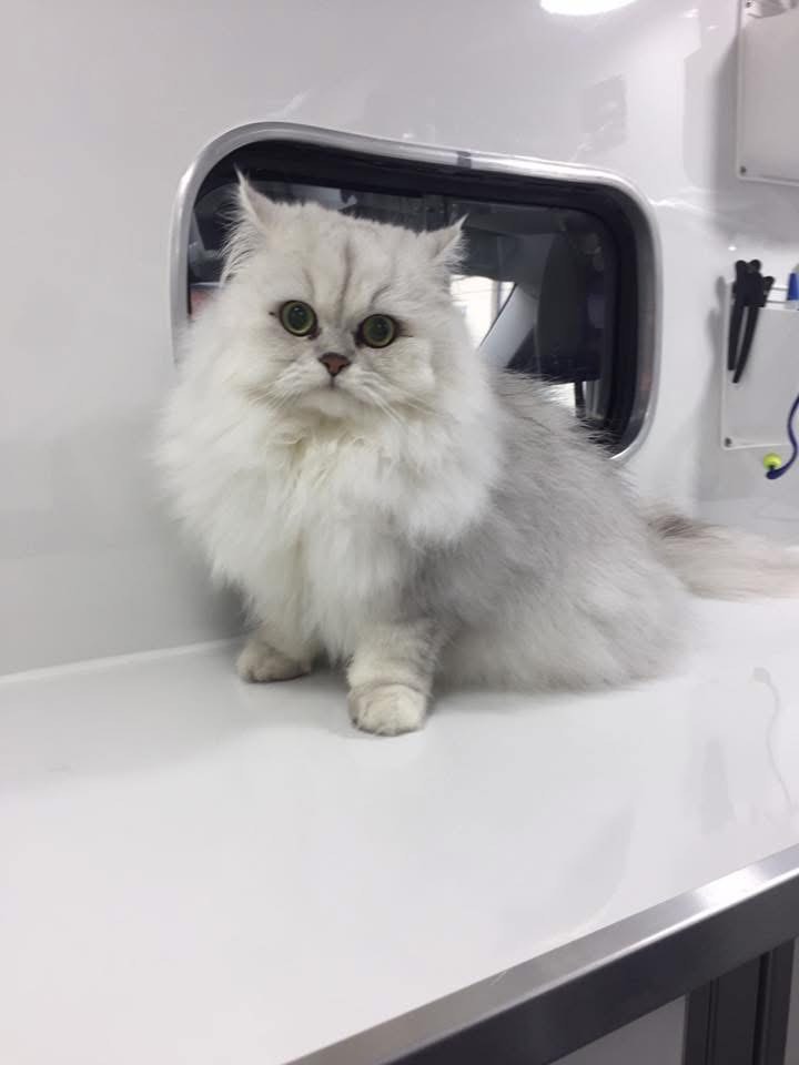 Gallery | Purr-fectly Pampered
