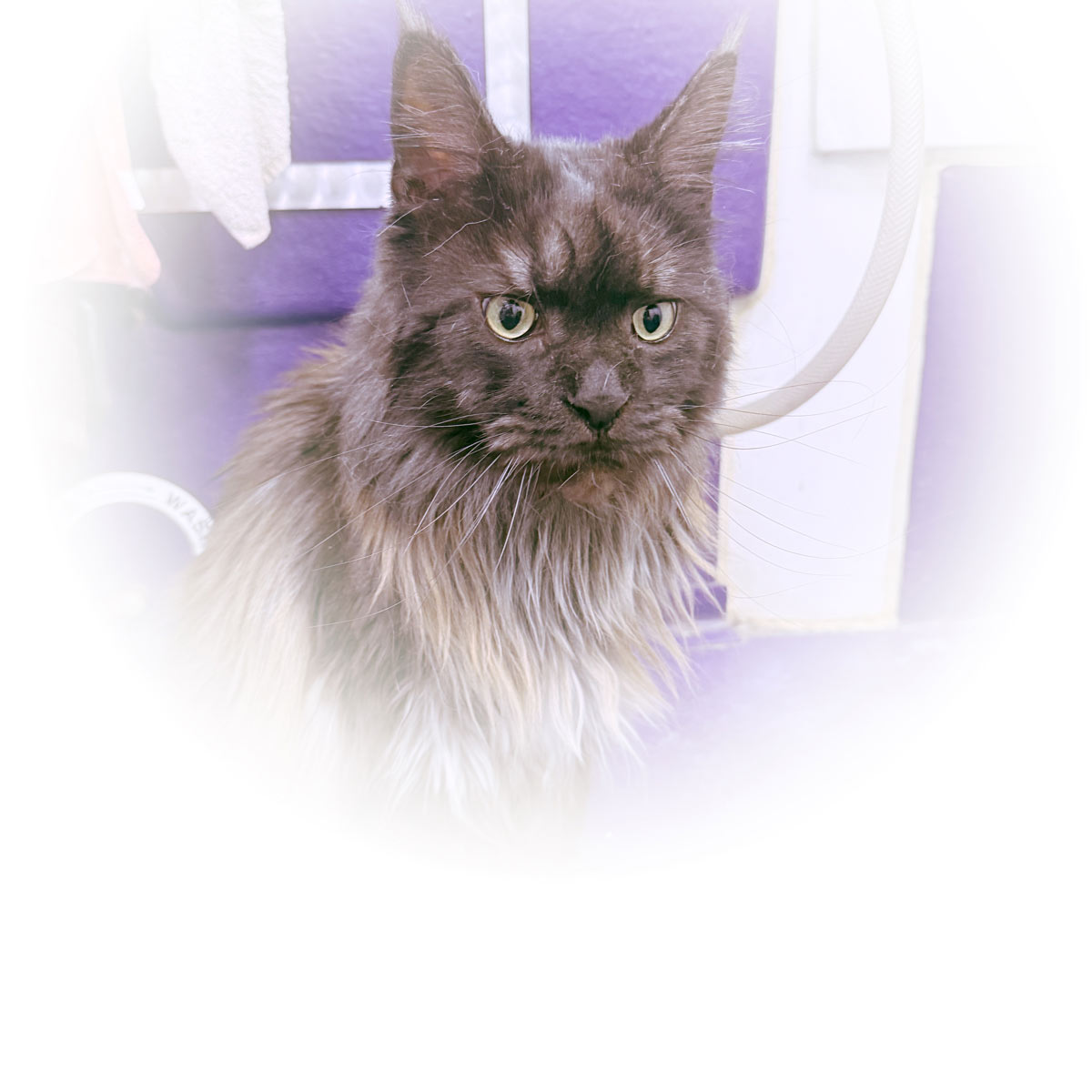 Gallery | Purr-fectly Pampered