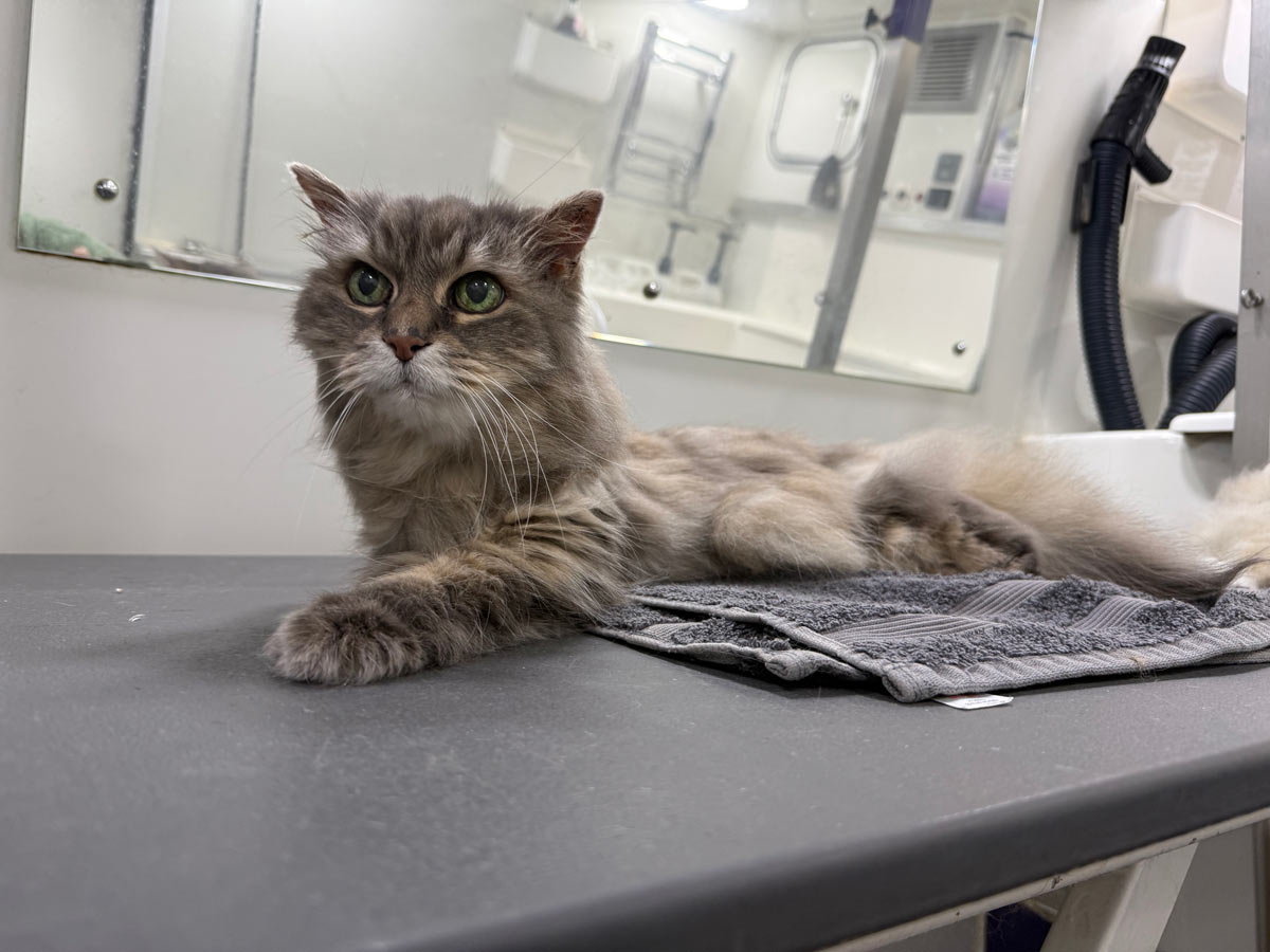 Gallery | Purr-fectly Pampered