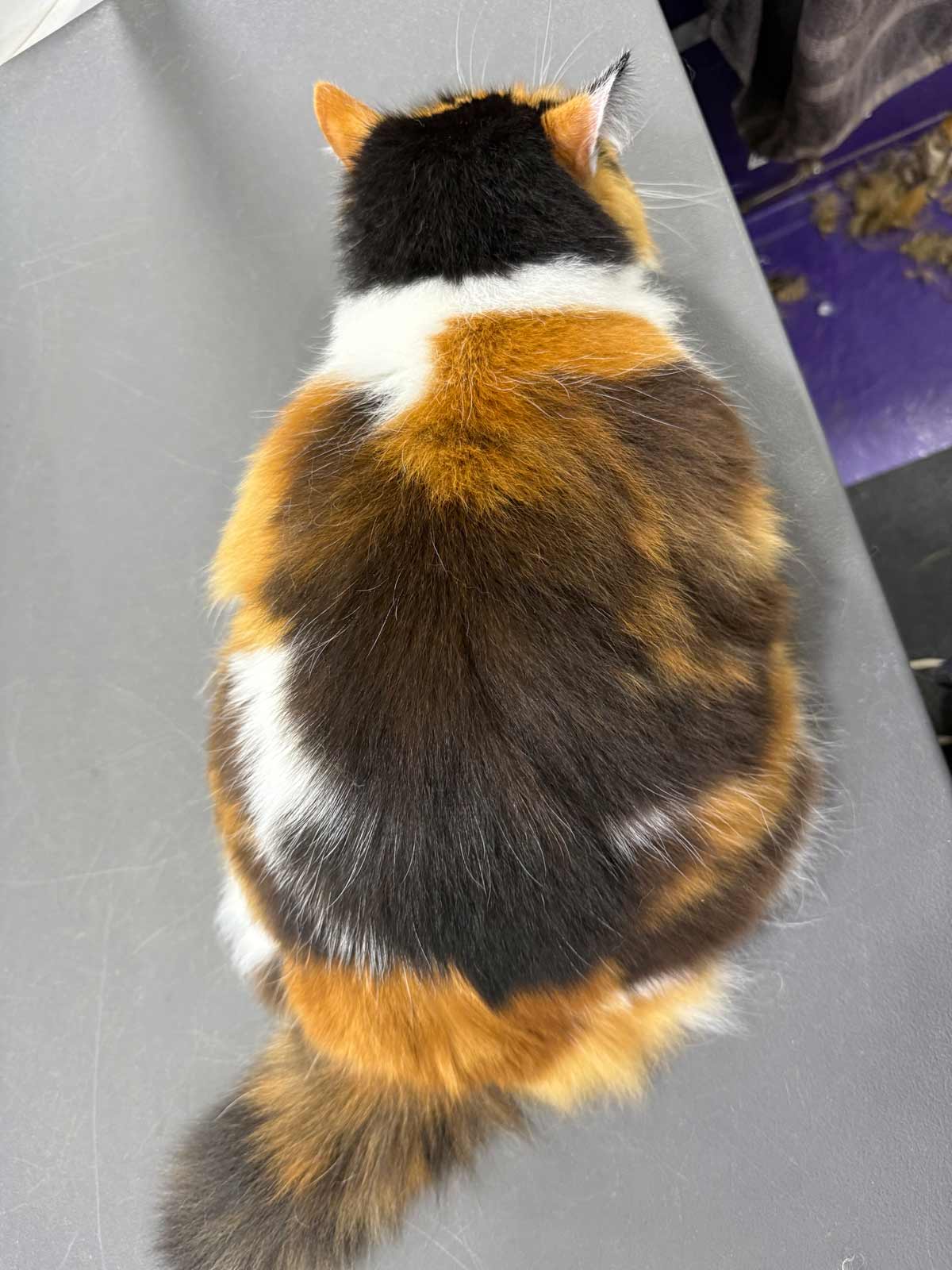 Gallery | Purr-fectly Pampered