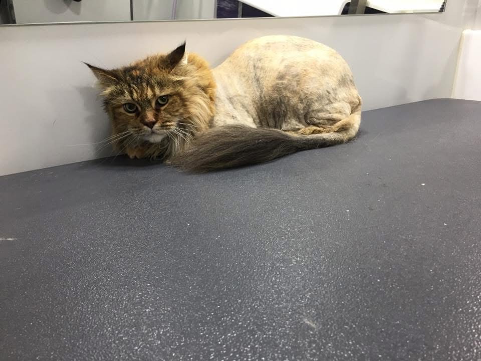 Gallery | Purr-fectly Pampered