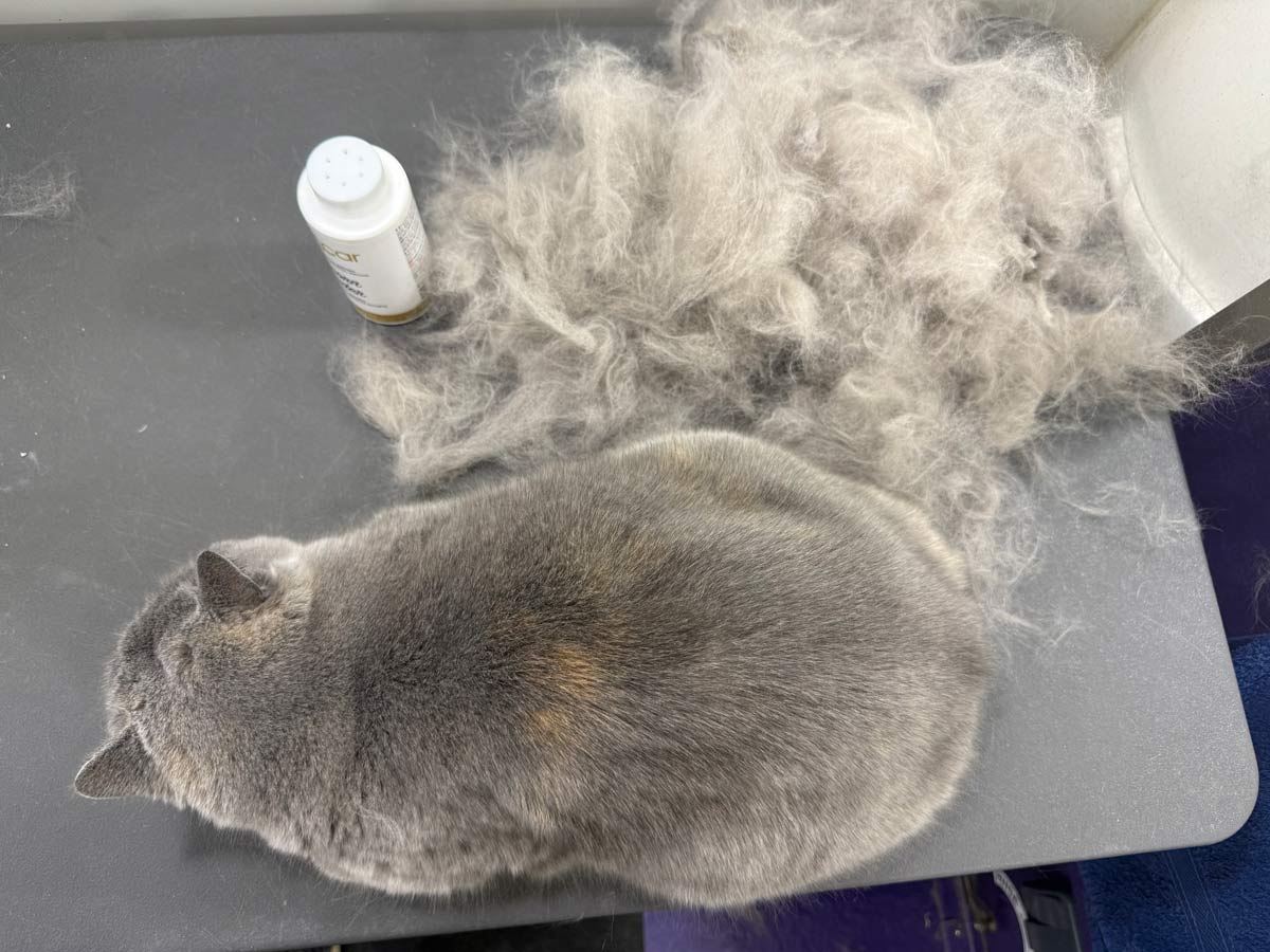 Gallery | Purr-fectly Pampered