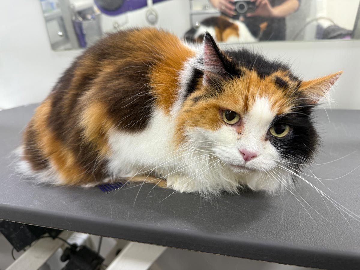 Gallery | Purr-fectly Pampered