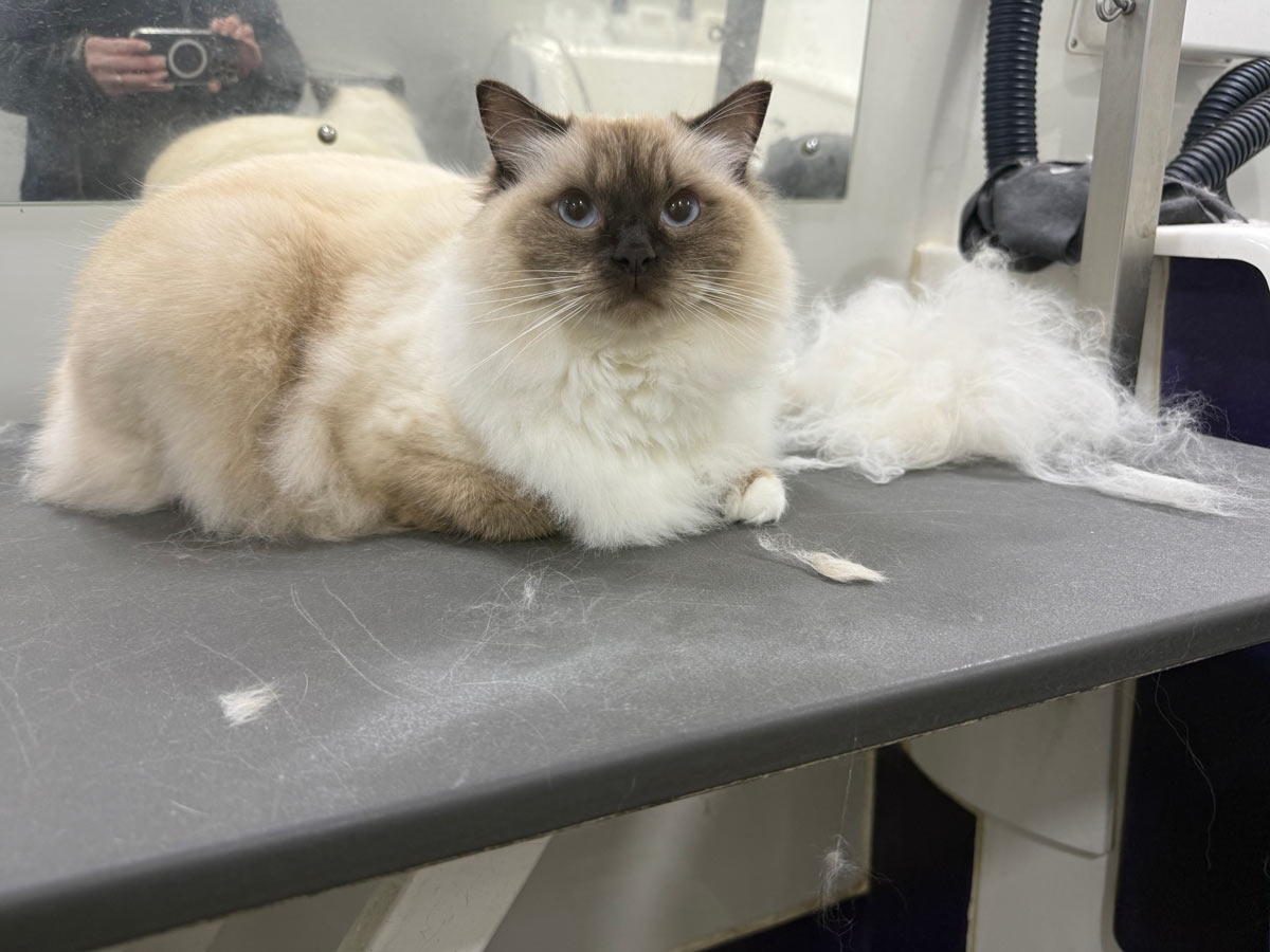 Gallery | Purr-fectly Pampered