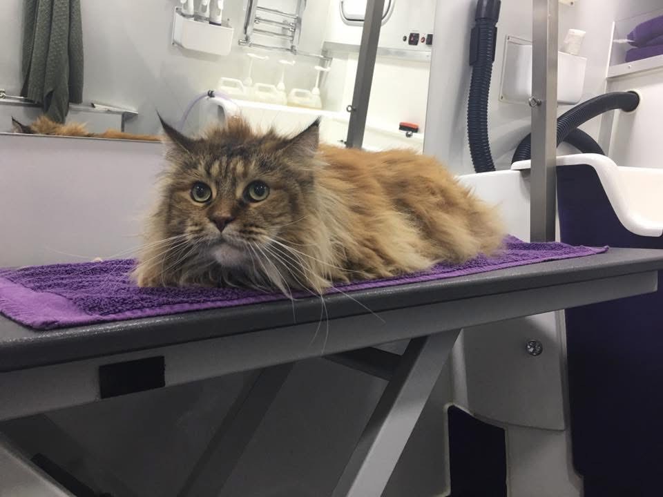 Gallery | Purr-fectly Pampered