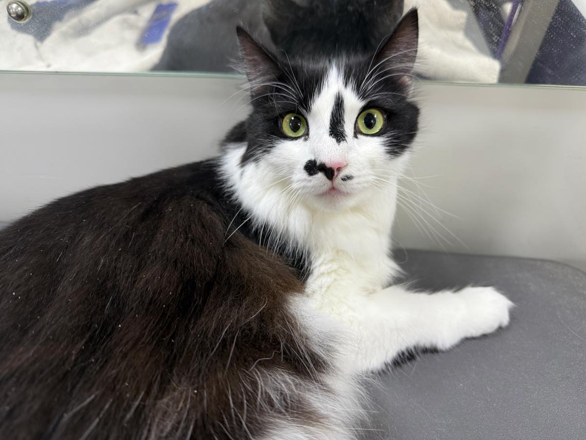 Gallery | Purr-fectly Pampered