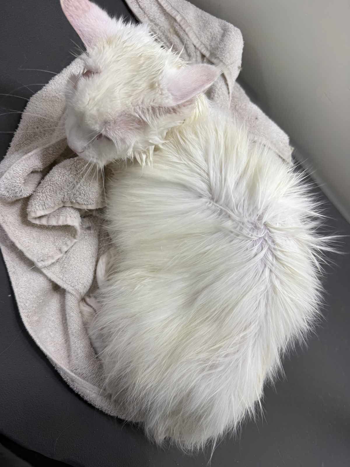 Gallery | Purr-fectly Pampered