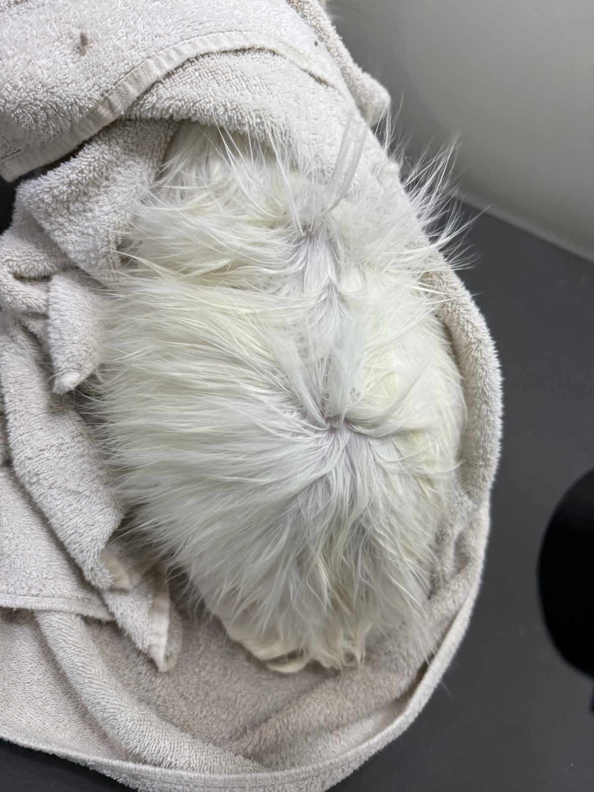 Gallery | Purr-fectly Pampered