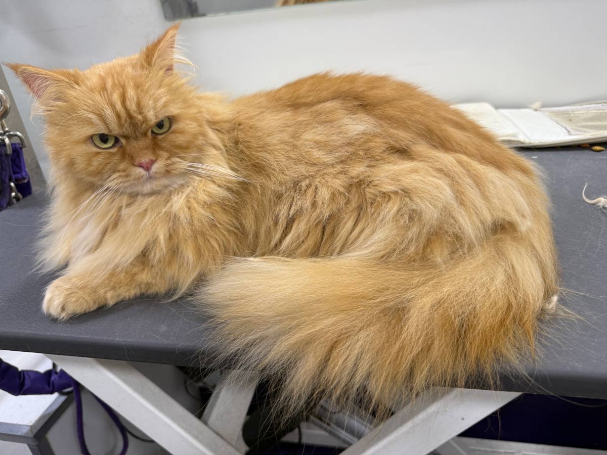 Gallery | Purr-fectly Pampered