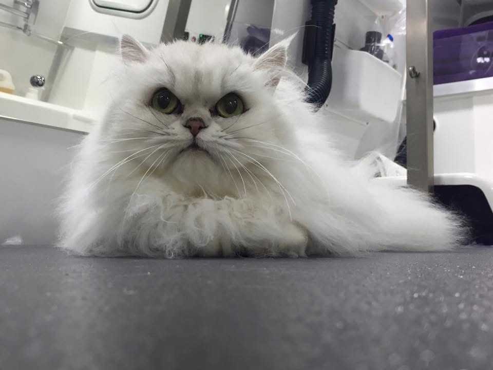 Gallery | Purr-fectly Pampered