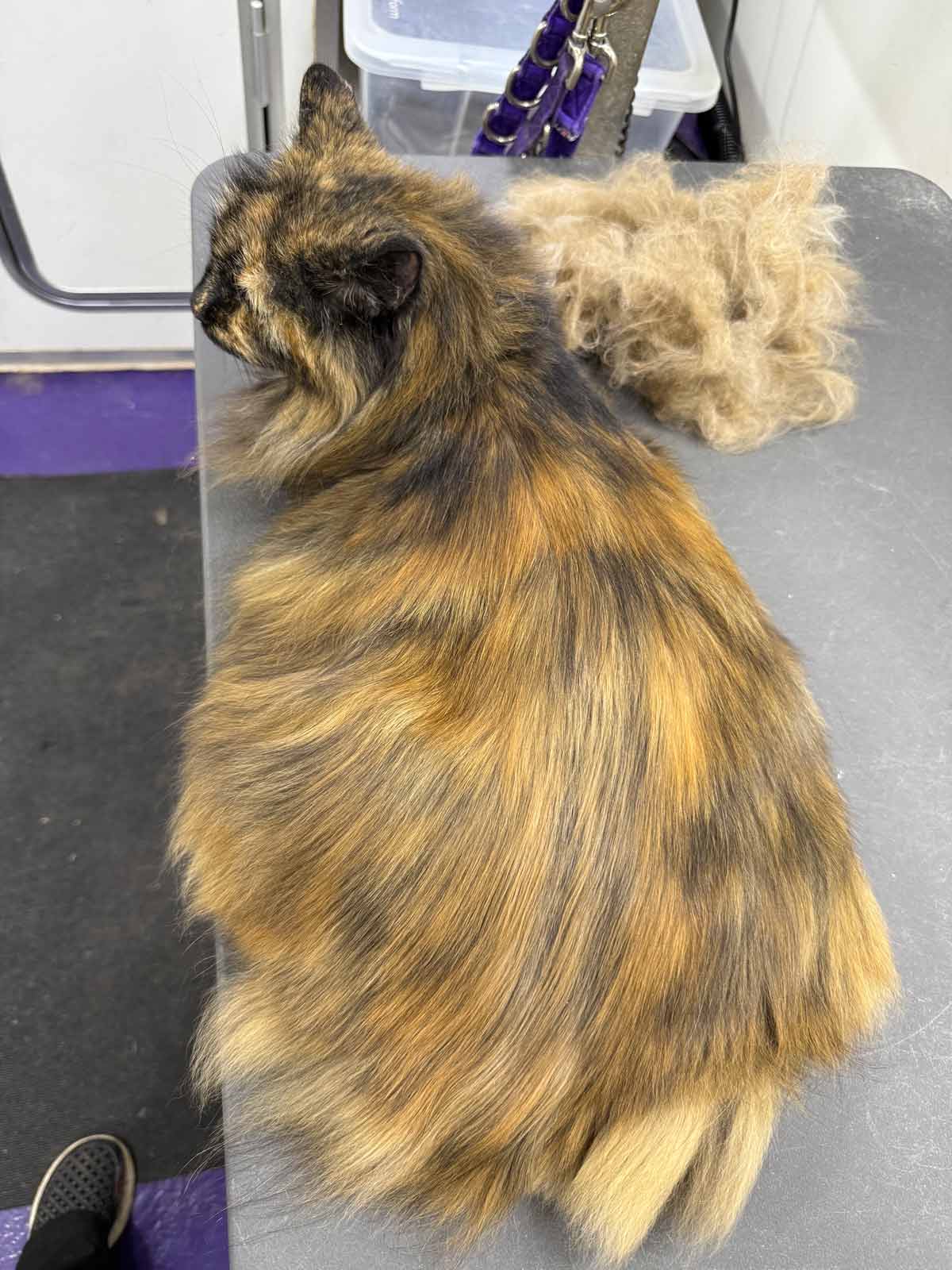 Gallery | Purr-fectly Pampered