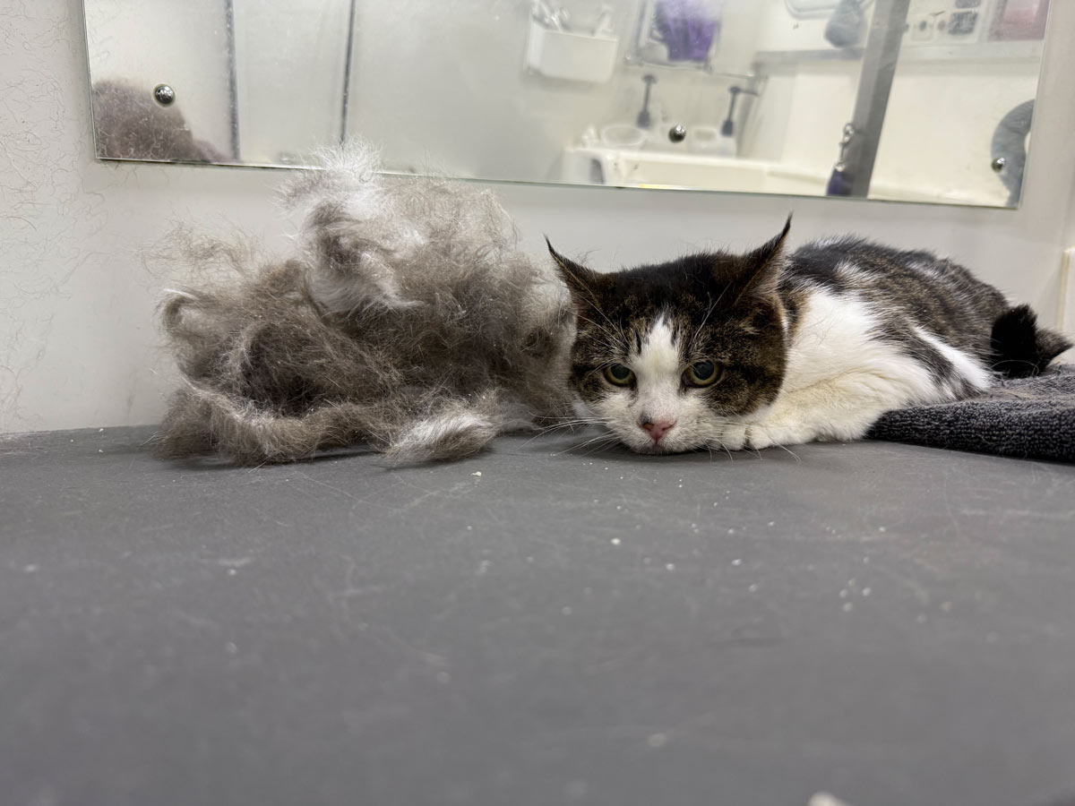 Gallery | Purr-fectly Pampered
