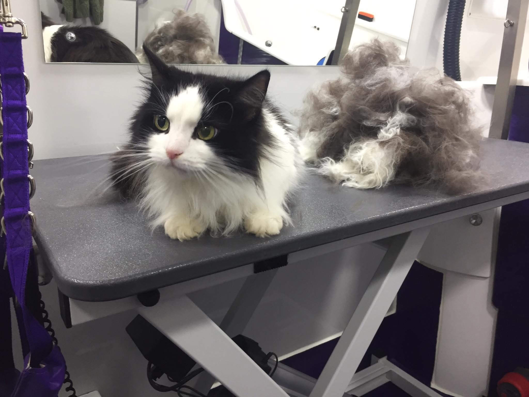 Gallery | Purr-fectly Pampered