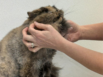 Face Trim