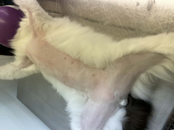 Full Belly Shave