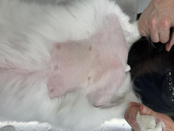 Half Belly Shave