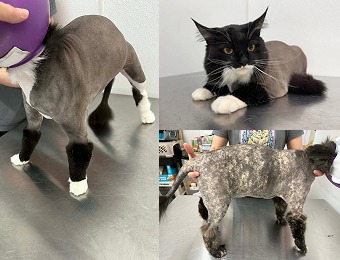 Lion Trim
