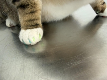Soft Paws Nail Caps