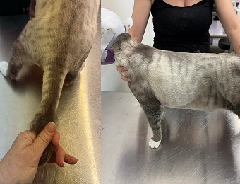 Teddy Trim